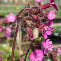 Silene dioica